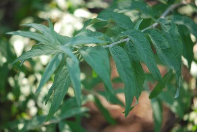 Buddleya alternifolia - komule střídavolistá - větévka s listy